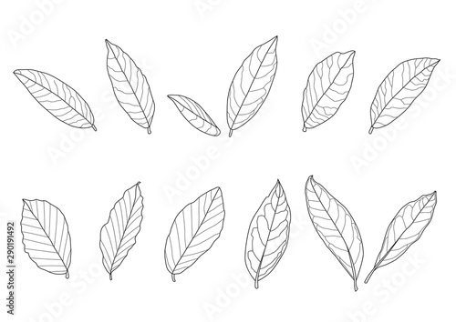 Leaves line single leaf and leaf pattern black Bring to color decorate on white background illustration vector