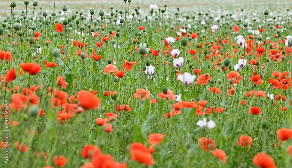 White and red flowers on poppy field.