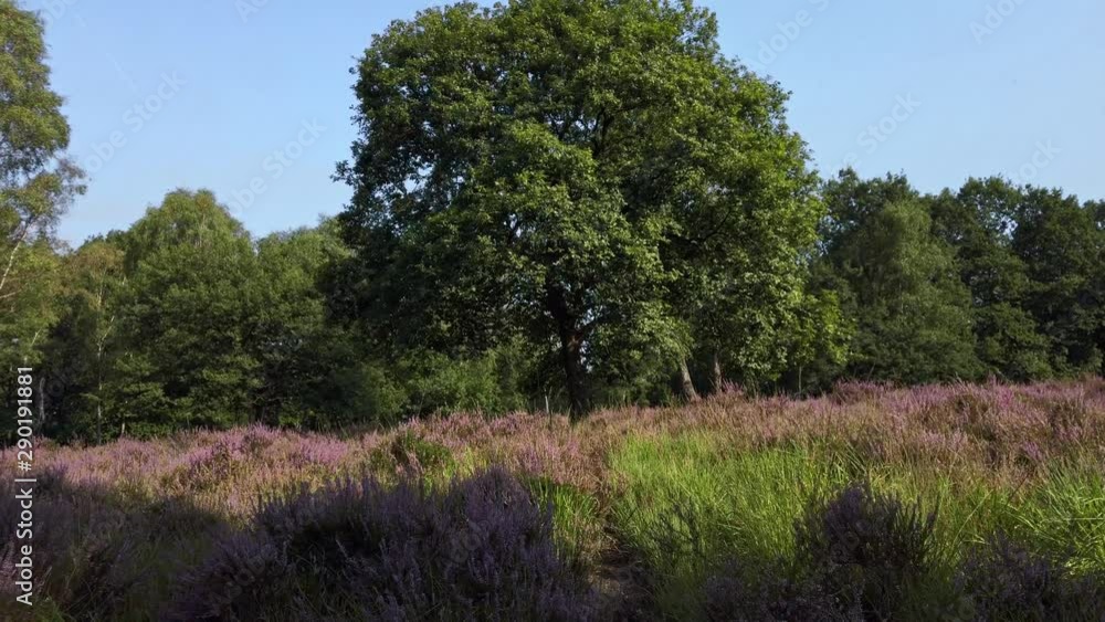 Slow shot and walking in purple blossoming heathland, National Park De Meinweg, Netherlands - 4k60p Slow shot and walking in purple blossoming heathland, National Park De Meinweg, Netherlands - 4k60p