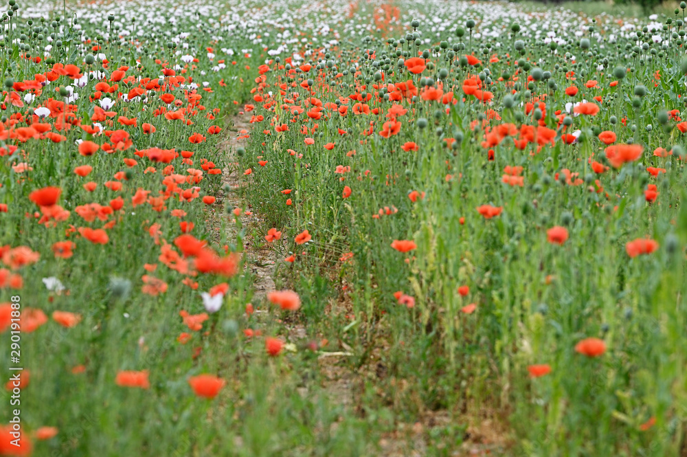 White and red flowers on poppy field and path.