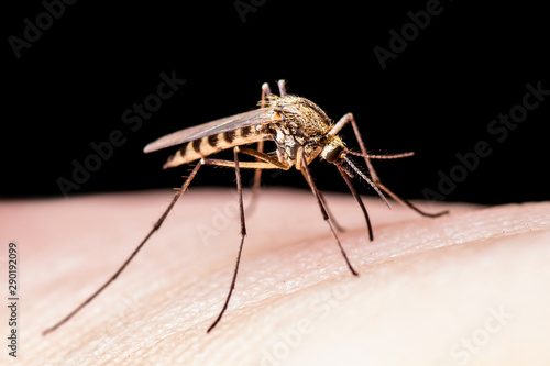 Encephalitis, Yellow Fever, Malaria Disease or Zika Virus Infected Culex Mosquito Parasite Insect Macro Isolated on Black Background