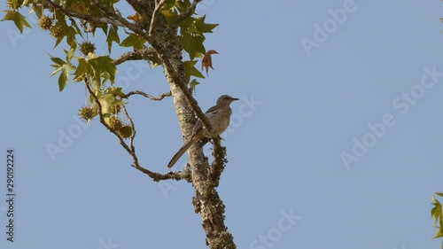 Northern mockingbird perched on a branch. 25 sec/24 fps. 40% speed. Clip 4 photo