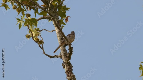 Northern mockingbird perched on a branch. 10 sec/60 fps. Original speed. Clip 4 photo