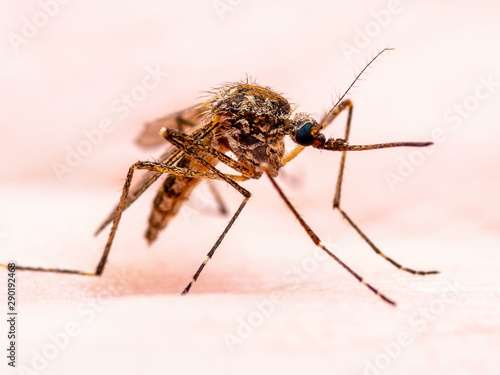 Encephalitis, Yellow Fever, Malaria Disease, Mayaro or Zika Virus Infected Culex Mosquito Parasite Insect on Skin Macro