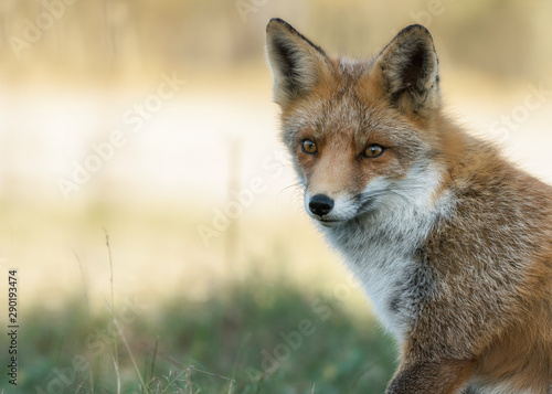 Portrait of a red fox (Vulpes vulpes) in natural environment. Amsterdamse waterleiding duinen in the Netherlands. Writing space. © Albert Beukhof