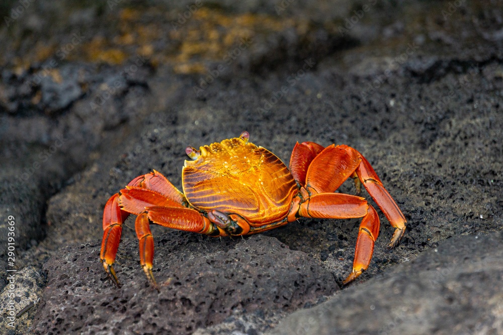 Red crab on the beach Red crab on the beach