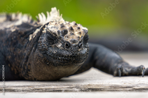 close-up of a Galapagos iguana