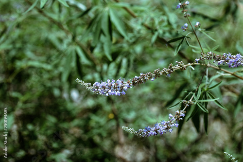 Bild auf Leinwand Purple flovers of vitex tree close up in green garden.