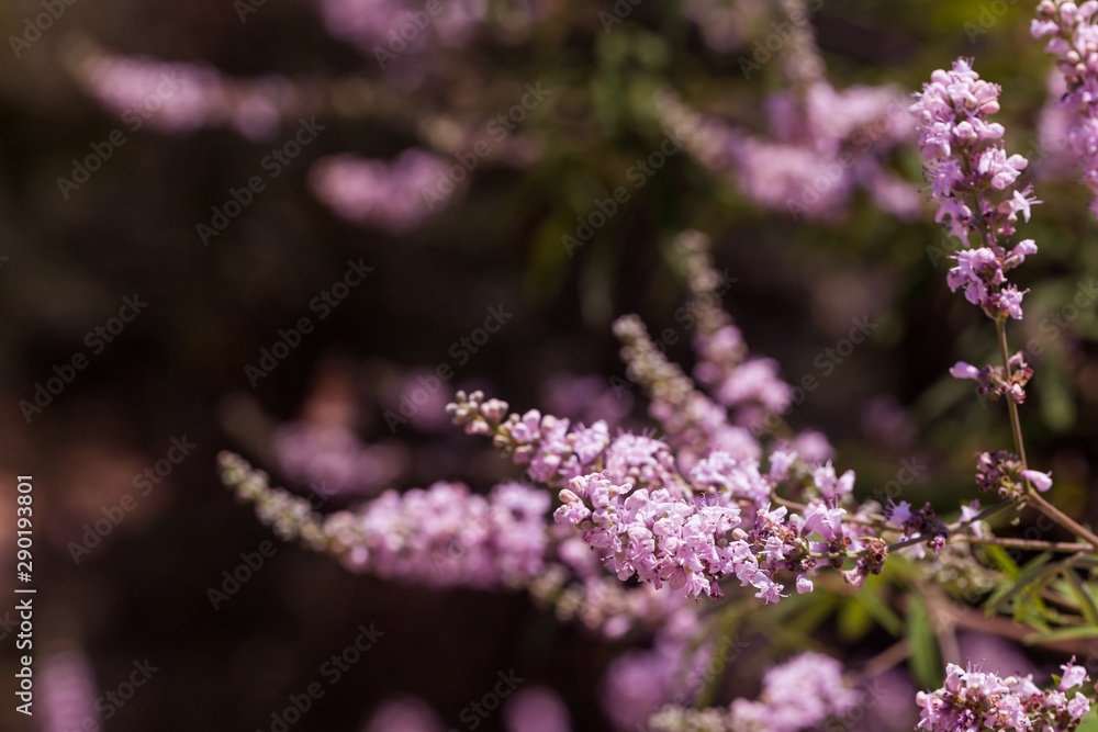 Purple flovers of vitex tree close up in green garden. Purple flovers of vitex tree close up in green garden.