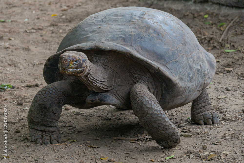 giant Galapagos tortoise