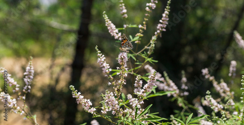 Purple flovers of vitex tree close up in green garden.