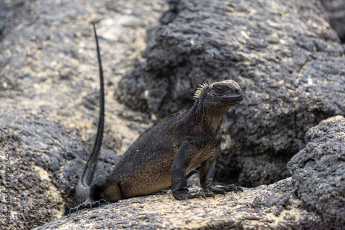 Galapagos iguana on a rock
