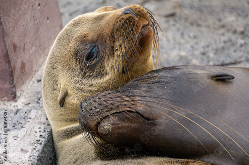 Sea lion waking up from a slumber