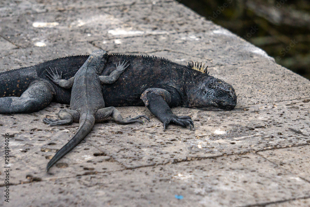 adult and baby Galapagos iguanas adult and baby Galapagos iguanas