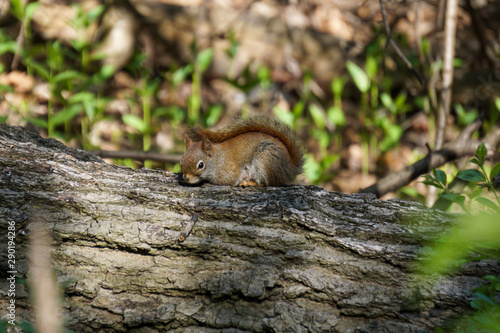 squirrel sitting on a fallen tree © Dionnisios X.