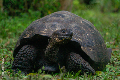 tortoise on the grass