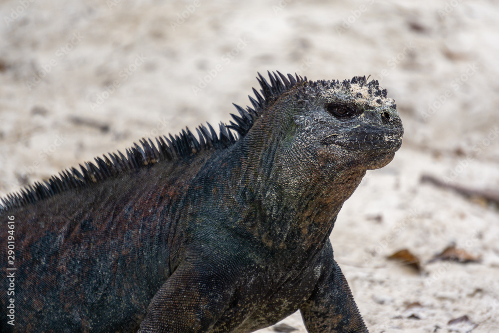 close-up of an iguana at the beach close-up of an iguana at the beach