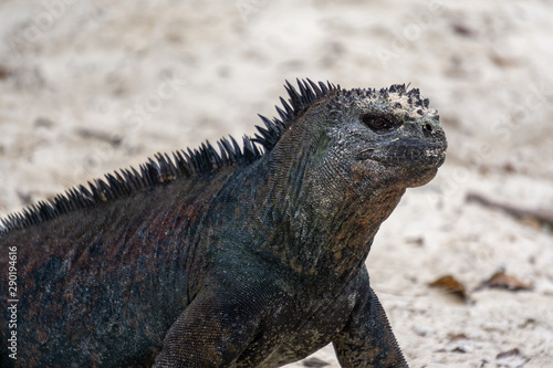 close-up of an iguana at the beach