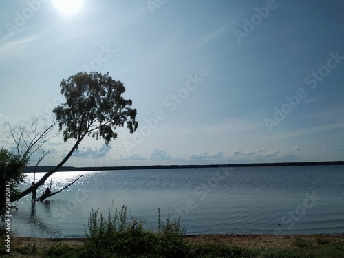 tree on lake