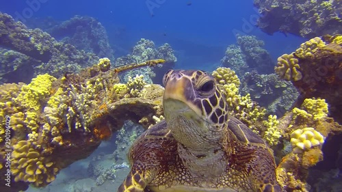 Wallpaper Mural 360 wrap-around shot of a sea turtle in close-up as it sits on some coral and looks around, near the ocean floor. Torontodigital.ca
