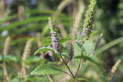 Vietnamese balm or Vietnamese lemon mint.It is widely used in Vietnamese cuisine, not only for its fragrance, but also for its beneficial digestive effects.It treats colic and stomach upset.