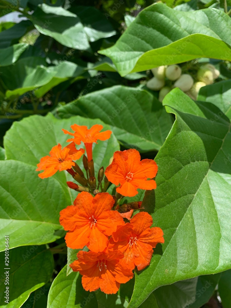 red flower in the garden red flower in the garden