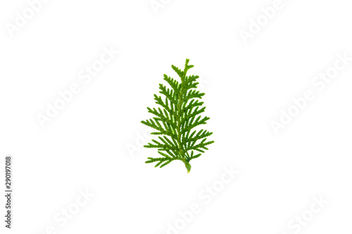 juniper leave isolated on white background. copy space