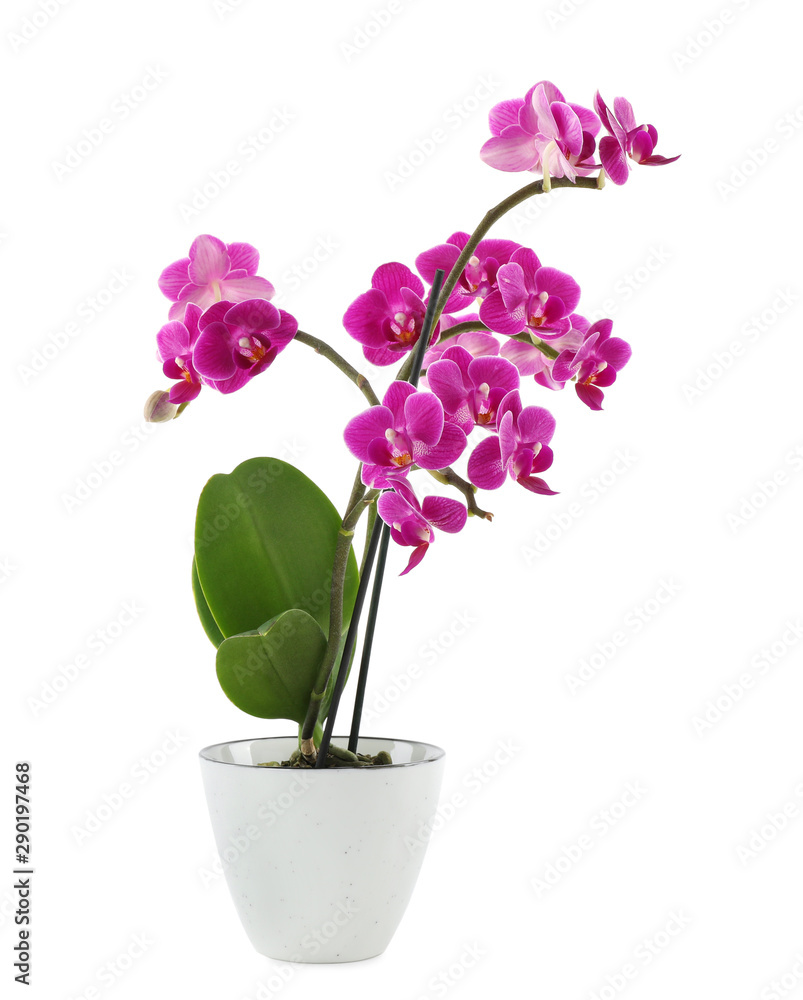 Naklejka premium Beautiful tropical orchid flower in pot on white background