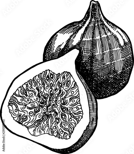 Image of a fig made in the technique of hatching.