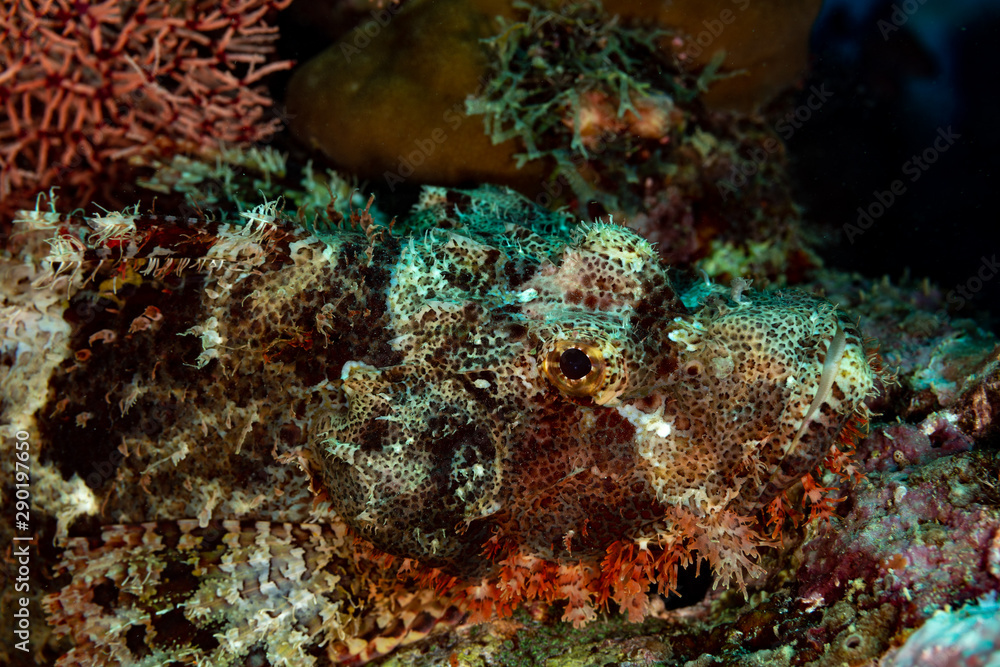 Scorpionfish, Scorpaenidae are a family of mostly marine fish that includes many of the world's most venomous species Scorpionfish, Scorpaenidae are a family of mostly marine fish that includes many of the world's most venomous species