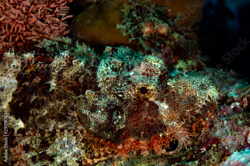 Fototapeta Naklejka Na Ścianę i Meble -  Scorpionfish, Scorpaenidae are a family of mostly marine fish that includes many of the world's most venomous species