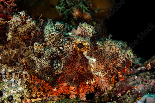 Scorpionfish  Scorpaenidae are a family of mostly marine fish that includes many of the world s most venomous species