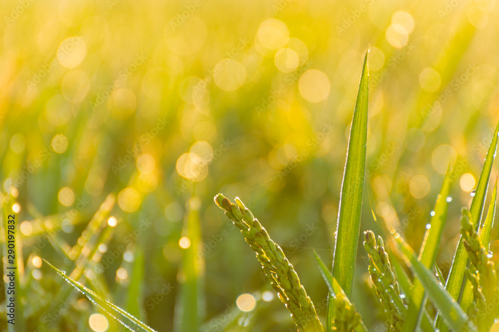 Fototapeta premium close up of a paddy rice and a blurry background