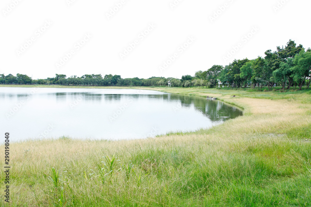 green and yellow grass at lake in summer green and yellow grass at lake in summer