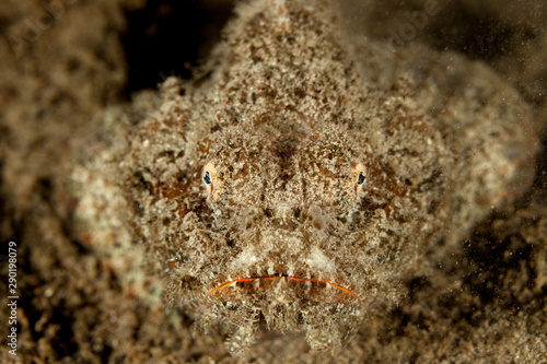 Scorpionfish  Scorpaenidae are a family of mostly marine fish that includes many of the world s most venomous species