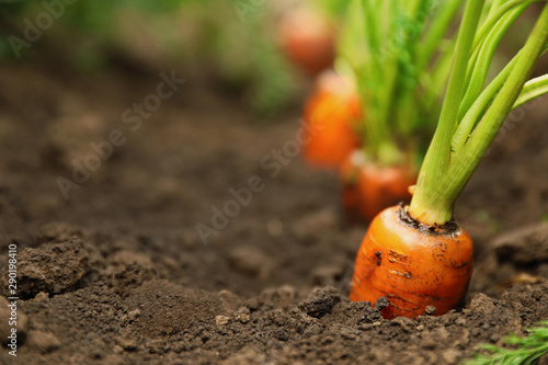 Ripe carrots growing in soil, closeup with space for text. Organic farming