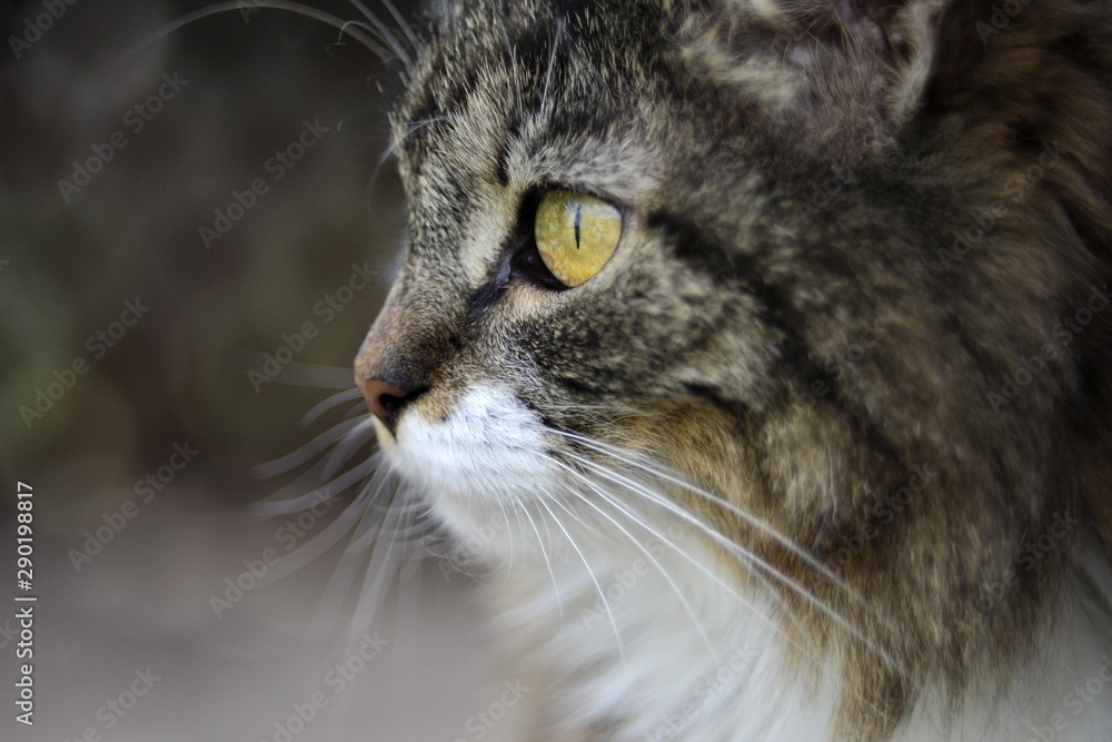 Home beautiful fluffy cat in profile Home beautiful fluffy cat in profile