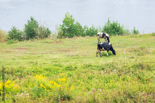Cows graze in a green meadow on the banks of the river and pluck grass.