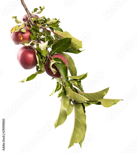 Apples on a branch, isolate. Apple tree branch with ripe red fruits, and green leaves on an isolated white background.