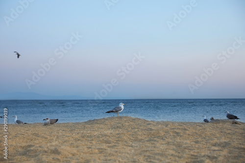 Picturesque view of beautiful beach with seagulls in evening