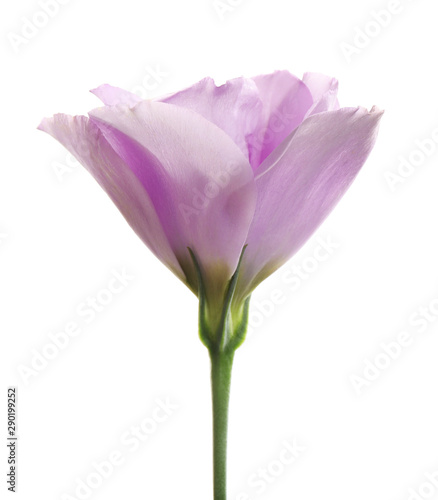 Beautiful fresh Eustoma flower on white background