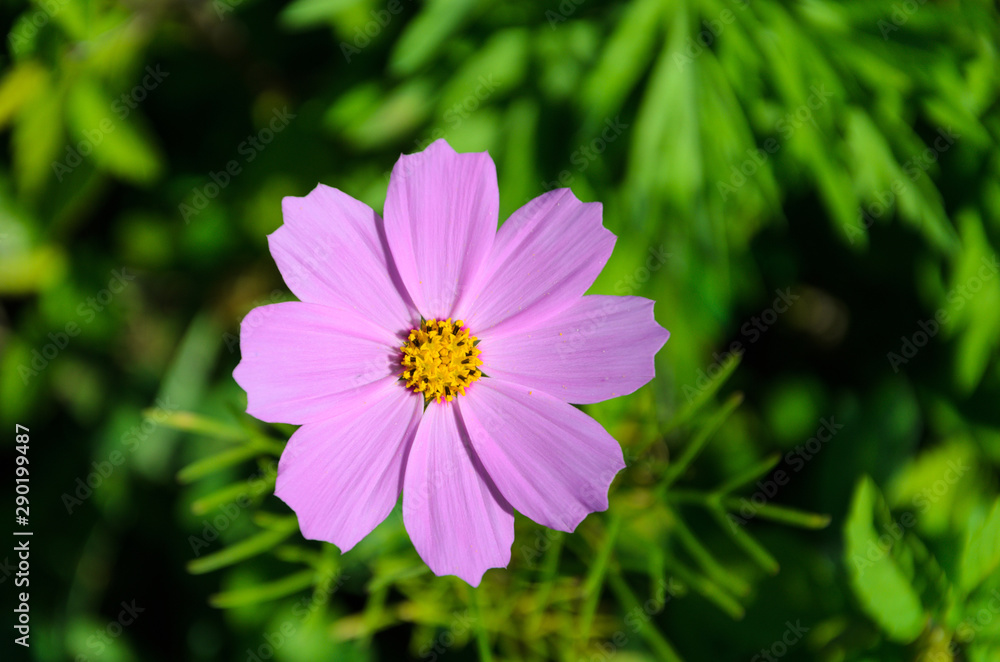 Obraz premium cosmos bipinnatus. Violet flower on a blurred background of green grass.
