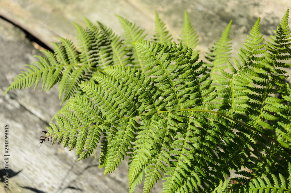 fern leaf on the background of old boards. fern leaf on the background of old boards.