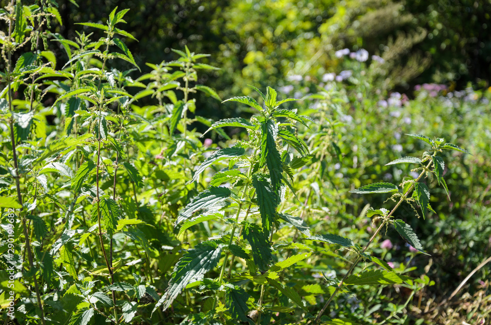 Bushes of green nettle on a sunny day. It is used in medicine and cooking. Bushes of green nettle on a sunny day. It is used in medicine and cooking.