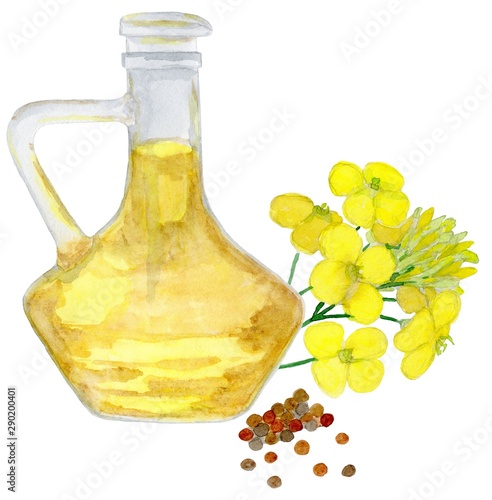 Kanola oil, flowers and seeds. Healthy food, diet and cosmetic products. Isolated on white background. watercolor drawing