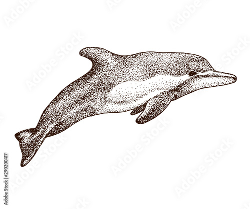 Dolphin fish hand drawing