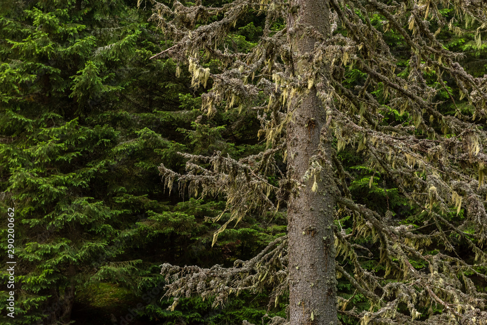 Naklejka premium Beautiful evergreen pine trees, under clear sky