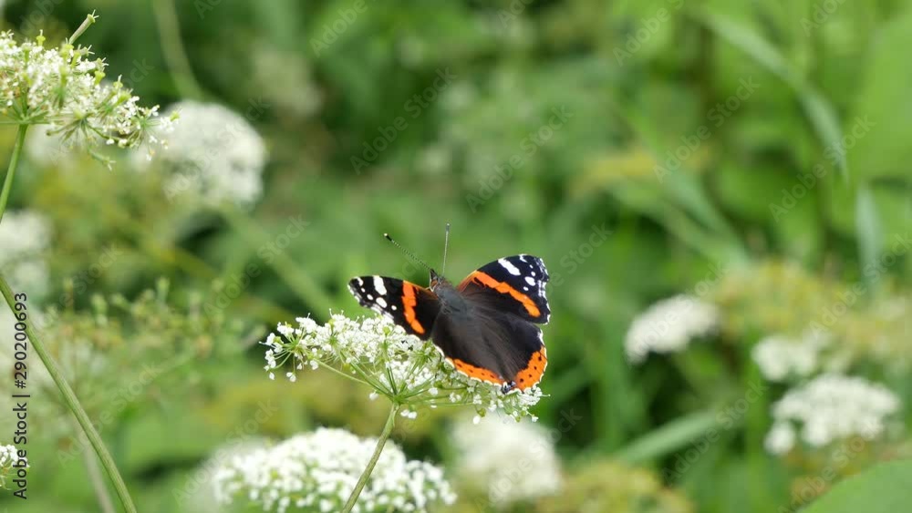 Butterfly the admiral in the wood. Butterfly the admiral in the wood.