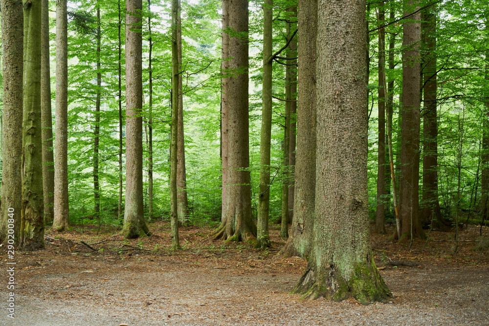 Nationalpark Bayrische Wald von Waldhäuser bis Neuschönau und rund um den Berg Lusen 1373m Nationalpark Bayrische Wald von Waldhäuser bis Neuschönau und rund um den Berg Lusen 1373m