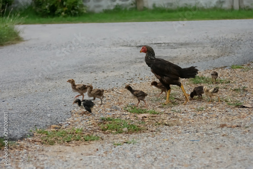 hen takes the baby out to find food.